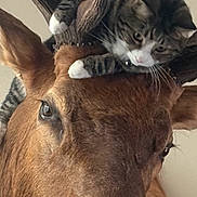 Rocket is registered to the contest to win money with this photo: animal, animal_portrait, antlers, cat, closeup, curious, ears, friendship, fur, indoor, interaction, mammal, moose, nature, nose, pet, playful, tabby_cat, whiskers, wildlife