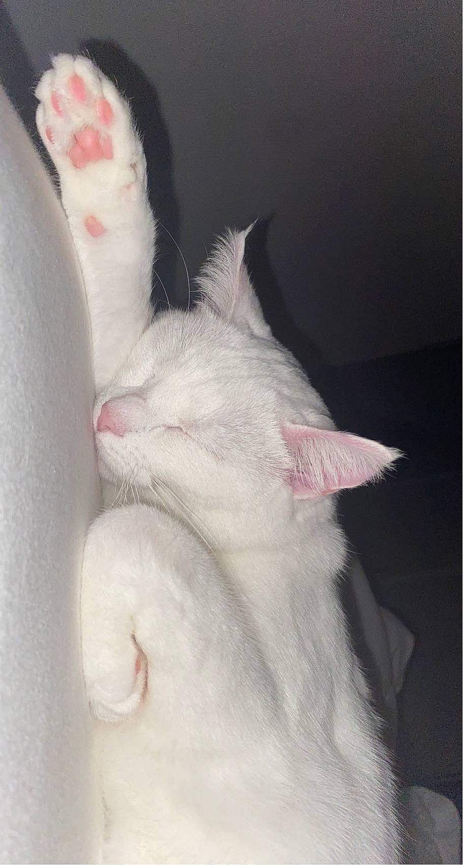 Palma a rejoint le concours — aidez-le/la à gagner de superbes lots ! carnivore, cat, claw, comfort, domestic_short_haired_cat, ear, felidae, foot, fur, gesture, nap, paw, sleep, small_to_medium_sized_cats, tail, whiskers