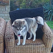 Nala a rejoint le concours — aidez-le/la à gagner de superbes lots ! animal, backyard, chair, daylight, dog, fur, garden, grass, greenery, husky, nature, outdoor, pet, playful, sunlight, tongue, trees, two_dogs, wicker, wooden_deck