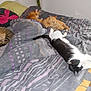 bed, blanket, cat, cat_sleeping, cozy, domestic_animal, feline, furniture, indoor, lazy, nap, pet, pillow, resting, striped_cat, tabby_cat, tiger_cat, together, white_cat, window