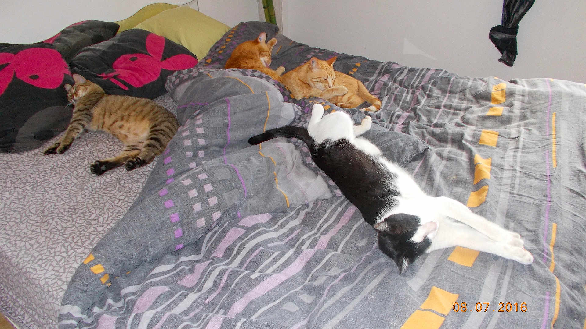Félix participe au concours pour gagner de l'argent avec cette photo : bed, blanket, cat, cat_sleeping, cozy, domestic_animal, feline, furniture, indoor, lazy, nap, pet, pillow, resting, striped_cat, tabby_cat, tiger_cat, together, white_cat, window