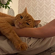 Hobbes joined the competition — help win amazing prizes! arm, bed, blanket, cat, comfortable, cozy, feline, fur, ginger_cat, home, human, indoor, paw, pet, plant, relaxed, resting, snuggling, wallpaper, whiskers