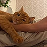 arm, bed, blanket, cat, comfortable, cozy, feline, fur, ginger_cat, home, human, indoor, paw, pet, plant, relaxed, resting, snuggling, wallpaper, whiskers