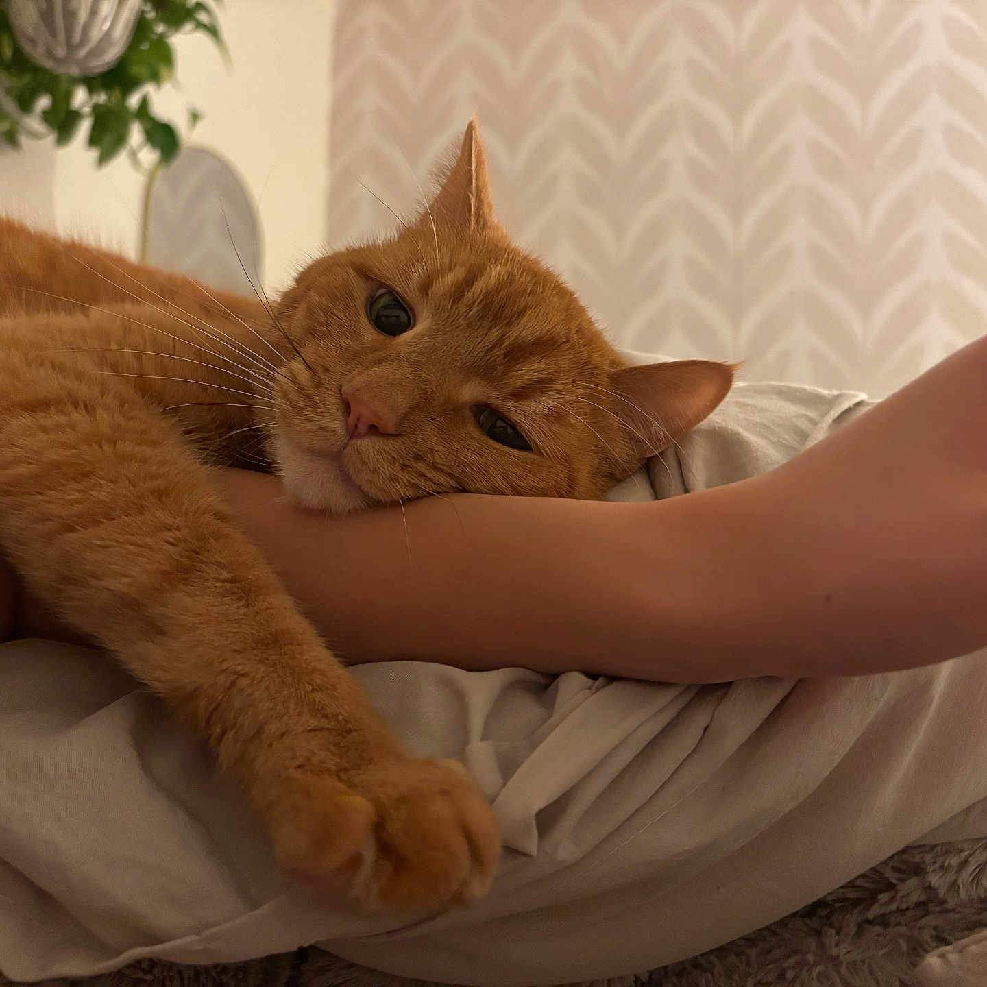 Hobbes