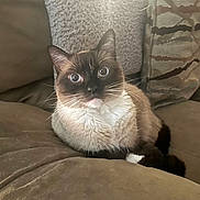 Kamakaze is registered to the contest to win money with this photo: cat, siamese_cat, pet, indoor, couch, cushion, furniture, whiskers, fur, blue_eyes, relaxed, animal, mammal, closeup, portrait, home, cozy, soft_texture, resting, cute