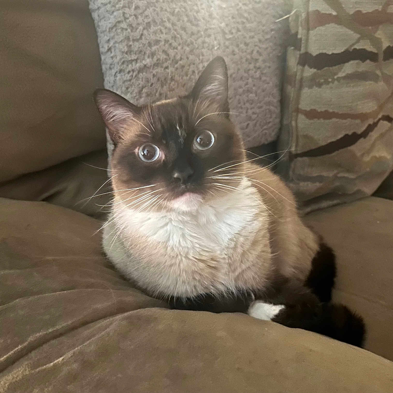 Kamakaze is registered to the contest to win money with this photo: animal, blue_eyes, cat, closeup, couch, cozy, cushion, cute, fur, furniture, home, indoor, mammal, pet, portrait, relaxed, resting, siamese_cat, soft_texture, whiskers