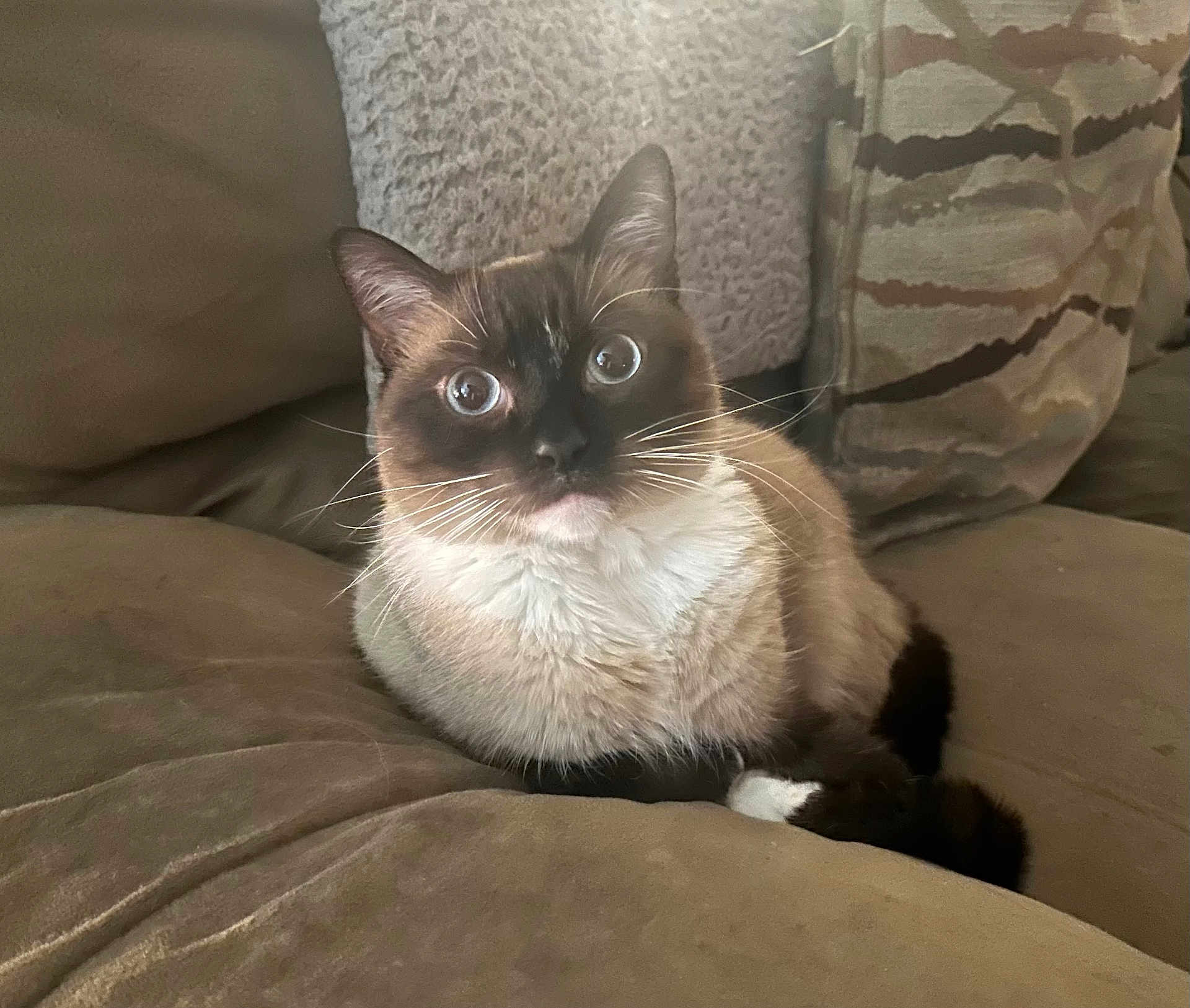 Kamakaze is registered to the contest to win money with this photo: cat, siamese_cat, pet, indoor, couch, cushion, furniture, whiskers, fur, blue_eyes, relaxed, animal, mammal, closeup, portrait, home, cozy, soft_texture, resting, cute
