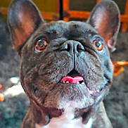 Jameson is registered to the contest to win money with this photo: dog, french_bulldog, close_up, tongue_out, ears_up, indoor, carpet, pet, animal, cute, brown, white_chest, happy, canine, face, fur, looking_up, domestic, companion, friendly