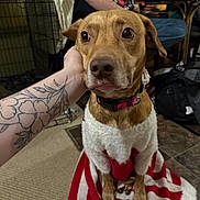 Resses joined the competition — help win amazing prizes! dog, pet, indoor, person, tattoo, floor, clothing, collar, brown_dog, animal, table, human_arm, carpet, crate, seated, casual, household_items, red_and_white, decor, portrait