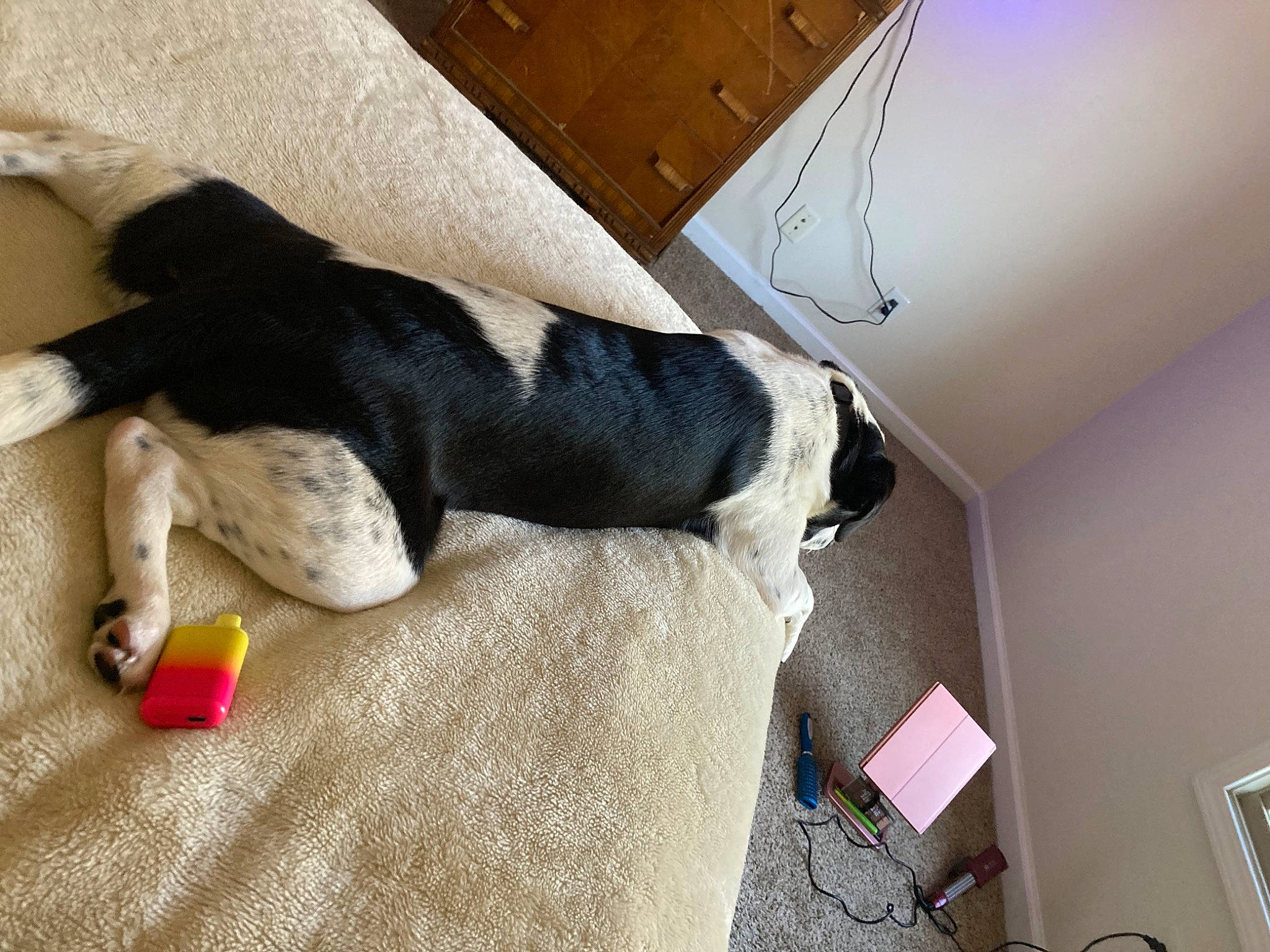 Kiki joined the competition — help win amazing prizes! carmine, carnivore, comfort, companion_dog, dog, dog_breed, felidae, floor, flooring, fur, hardwood, linens, nap, room, small_to_medium_sized_cats, sporting_group, tail, toy, whiskers, wood