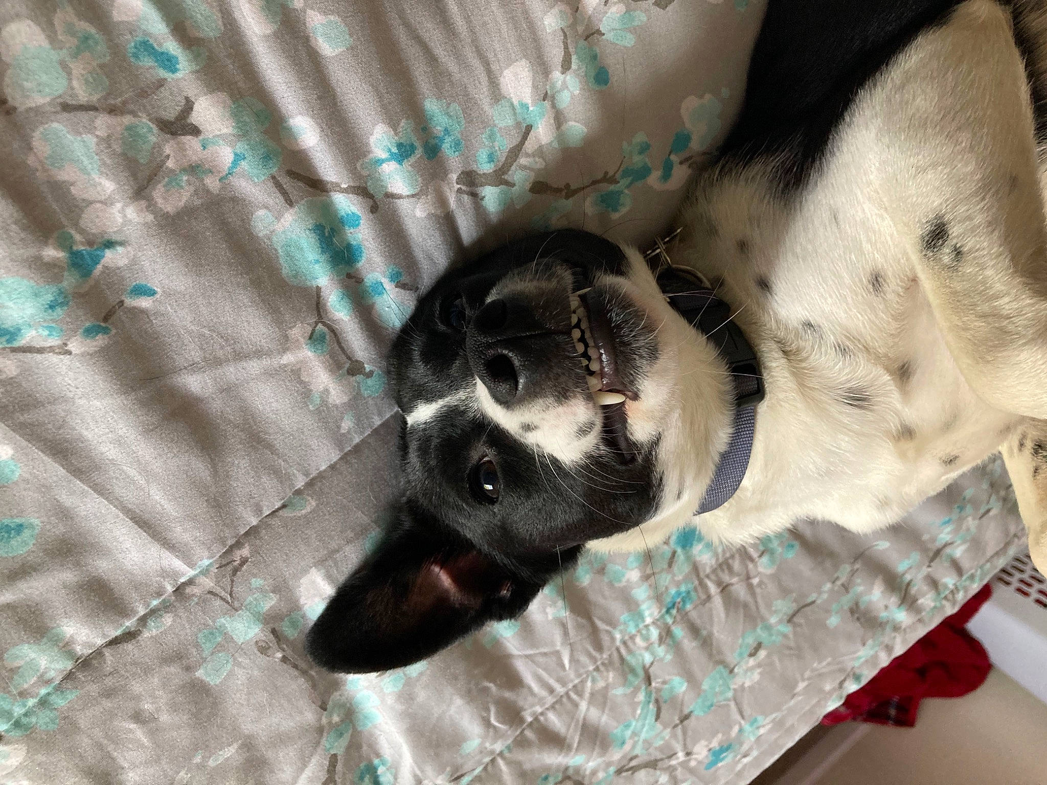 Kiki joined the competition — help win amazing prizes! canidae, carnivore, comfort, companion_dog, dog, dog_breed, dog_supply, electric_blue, fawn, fur, non_sporting_group, pattern, paw, pet_supply, snout, sporting_group, whiskers, working_animal