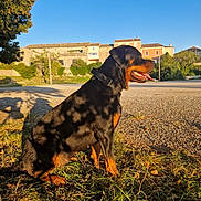 Gaïa a rejoint le concours — aidez-le/la à gagner de superbes lots ! rottweiler, dog, sitting, shadow, sunlight, grass, outdoor, blue_sky, tree, leaf_shadow, collar, tongue_out, pet, canine, suburban, house, nature, daylight, animal, portrait