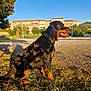 rottweiler, dog, sitting, shadow, sunlight, grass, outdoor, blue_sky, tree, leaf_shadow, collar, tongue_out, pet, canine, suburban, house, nature, daylight, animal, portrait