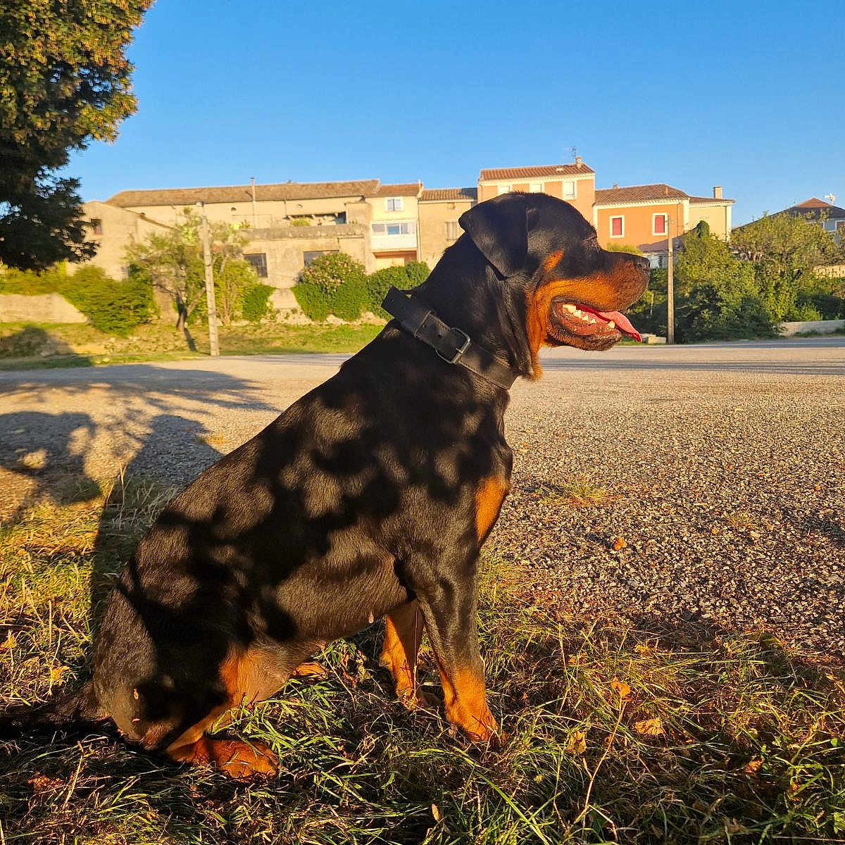 Gaïa a rejoint le concours — aidez-le/la à gagner de superbes lots ! animal, blue_sky, canine, collar, daylight, dog, grass, house, leaf_shadow, nature, outdoor, pet, portrait, rottweiler, shadow, sitting, suburban, sunlight, tongue_out, tree