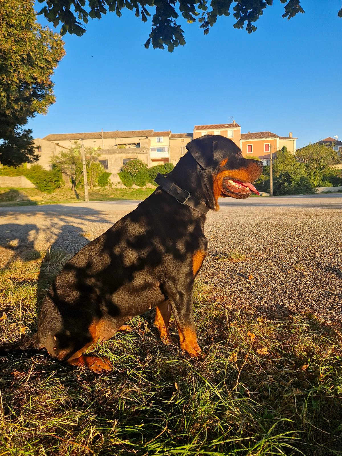 Gaïa a rejoint le concours — aidez-le/la à gagner de superbes lots ! rottweiler, dog, sitting, shadow, sunlight, grass, outdoor, blue_sky, tree, leaf_shadow, collar, tongue_out, pet, canine, suburban, house, nature, daylight, animal, portrait