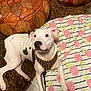 animal, ball, blanket, boxer, bulldog, canine, cushion, dog, dogbed, football, furniture, homedecor, pet, pillow, pitbull, puppy, soccer, soccerball, sport, whitedog