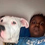 Max is registered to the contest to win money with this photo: animal, baby, boxer, bulldog, canine, clothing, dog, face, frenchbulldog, furniture, head, person, pet, photography, pig, pitbull, portrait, puppy, selfie, t_shirt