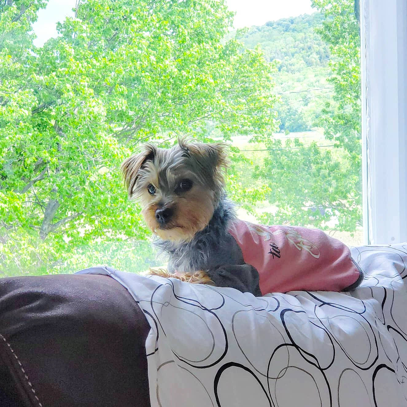 Millie joined the competition — help win amazing prizes! biewer_terrier, canidae, carnivore, cavachon, companion_dog, dog, dog_breed, mammal, morkie, puppy, small_terrier, sporting_lucas_terrier, terrier, toy_dog, yorkshire_terrier