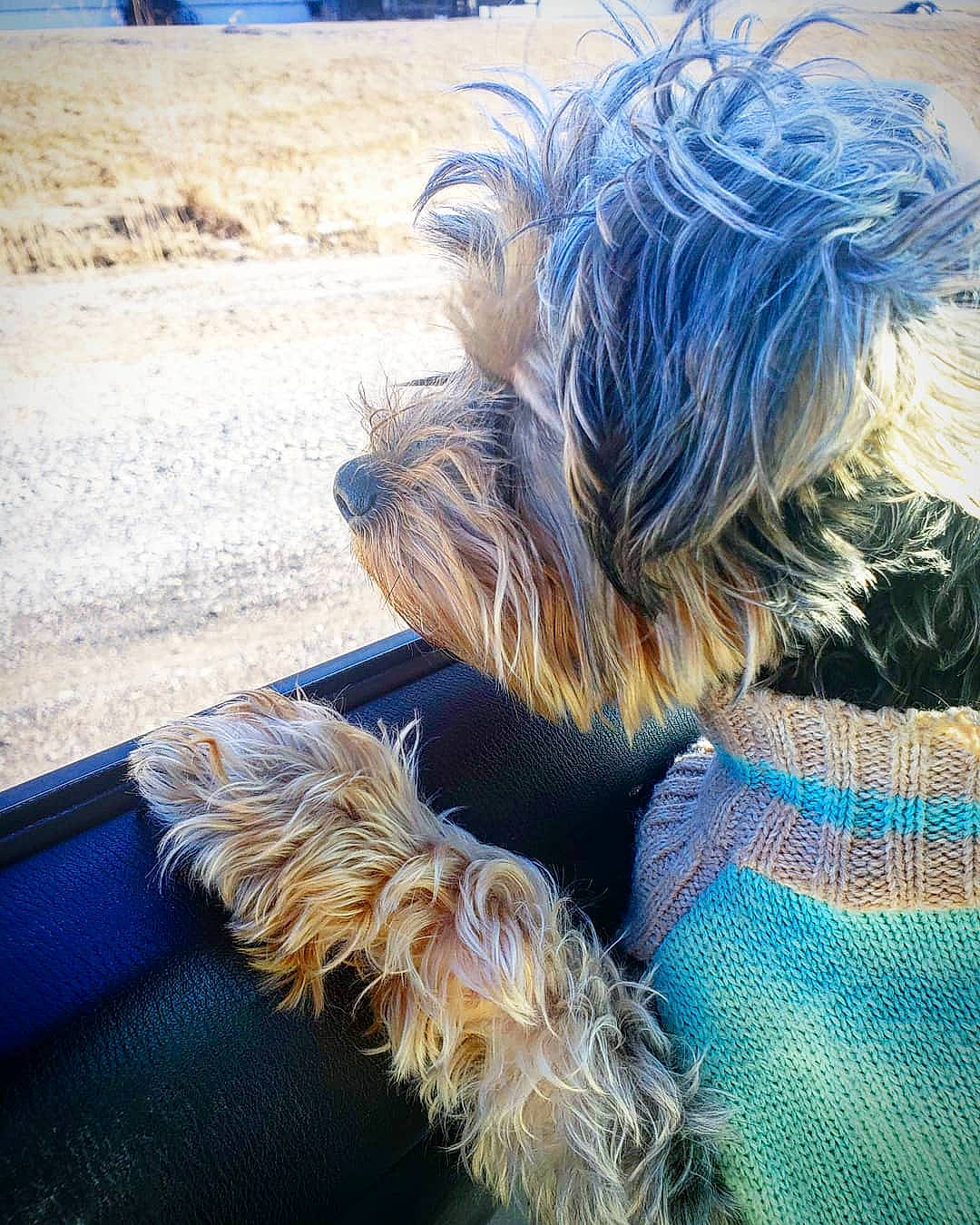 Millie joined the competition — help win amazing prizes! australian_silky_terrier, blue, canidae, carnivore, companion_dog, dog, dog_breed, fawn, fur, small_terrier, terrier, toy_dog, yorkshire_terrier
