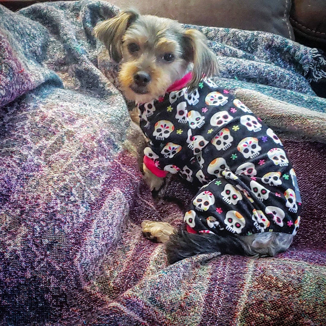 Millie joined the competition — help win amazing prizes! canidae, carnivore, companion_dog, dog, dog_breed, dog_clothes, linens, morkie, puppy, quilt, schnoodle, terrier, textile, yorkipoo, yorkshire_terrier
