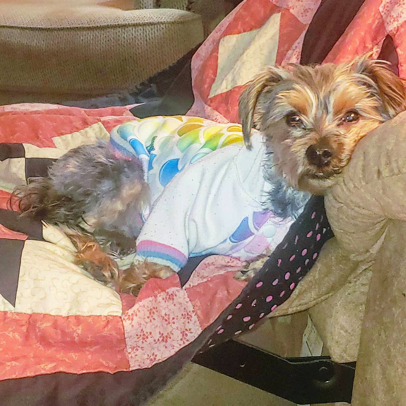 Millie is registered to the contest to win money with this photo: australian_silky_terrier, australian_terrier, biewer_terrier, cairn_terrier, canidae, carnivore, companion_dog, dog, dog_breed, dog_clothes, morkie, painting, puppy, schnoodle, small_terrier, sporting_lucas_terrier, terrier, toy_dog, yorkipoo, yorkshire_terrier