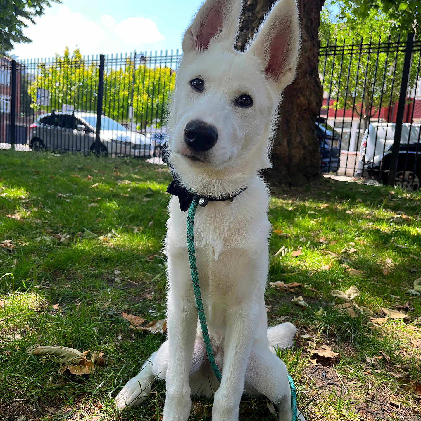 Loki joined the competition — help win amazing prizes! animal, black_bow_tie, canine, curious, daytime, dog, ears, fence, grass, leash, nature, outdoor, park, pets, puppy, sitting, sunny, tree, urban, white_dog