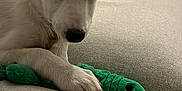 Loki is registered to the contest to win money with this photo: animal, blanket, couch, cozy, cute, dog, domestic_animal, ears, fur, green_toy, indoor, living_room, paw, pet, pillow, plush_toy, puppy, relaxed, resting, white_dog