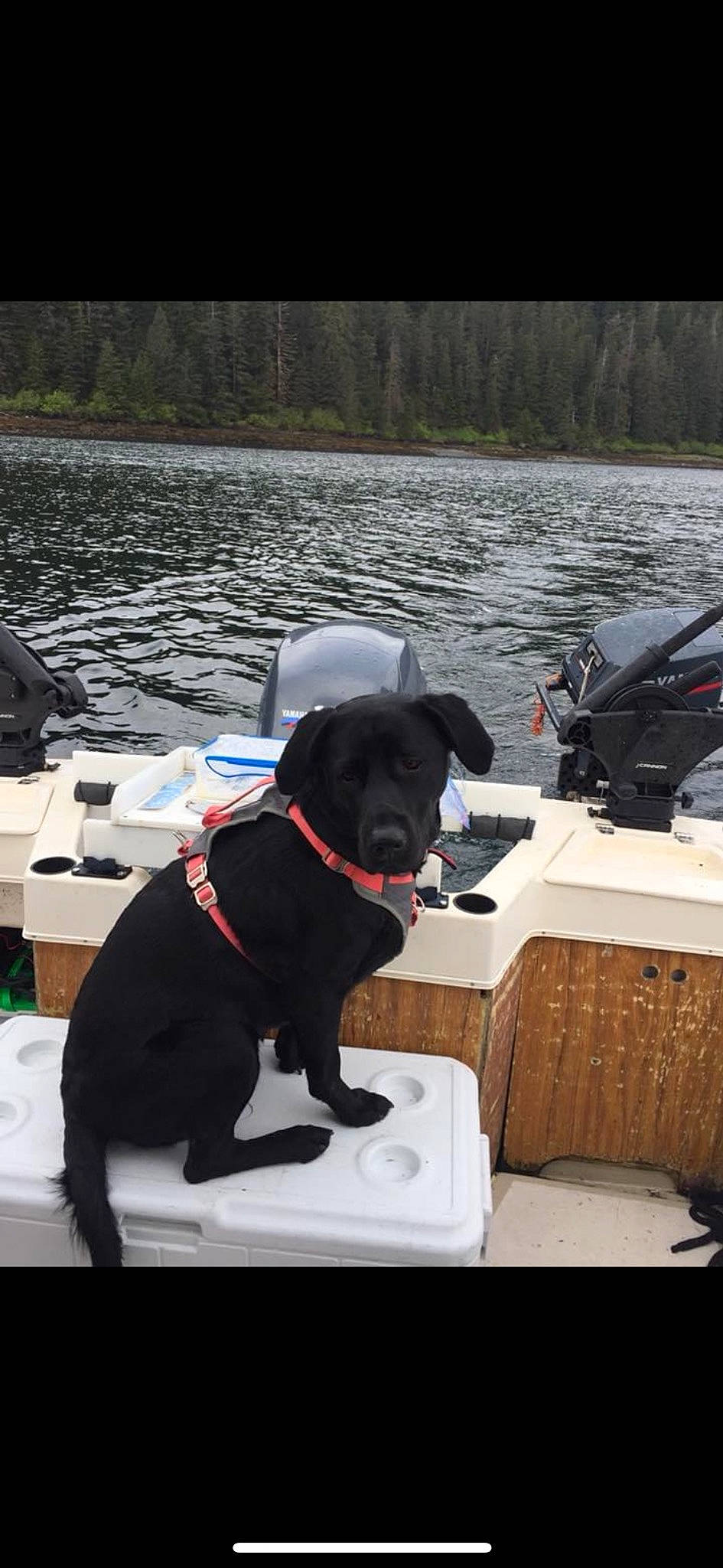 Brizo is registered to the contest to win money with this photo: boat, boats_and_boating_equipment_and_supplies, carnivore, collar, companion_dog, dog, dog_breed, dog_collar, lake, leash, mammal, recreation, snout, sporting_group, tail, vehicle, vertebrate, water, watercraft, working_animal