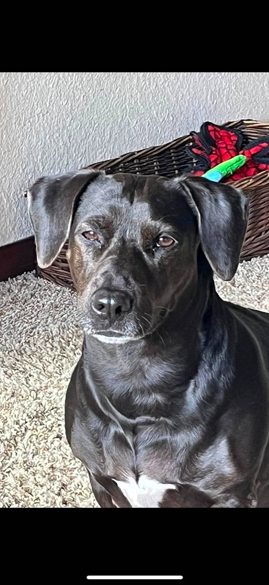 Brizo is registered to the contest to win money with this photo: borador, canidae, carnivore, collar, companion_dog, dog, dog_breed, dog_collar, eye, fur, gun_dog, hunting_dog, liver, snout, sporting_group, whiskers, working_animal, working_dog