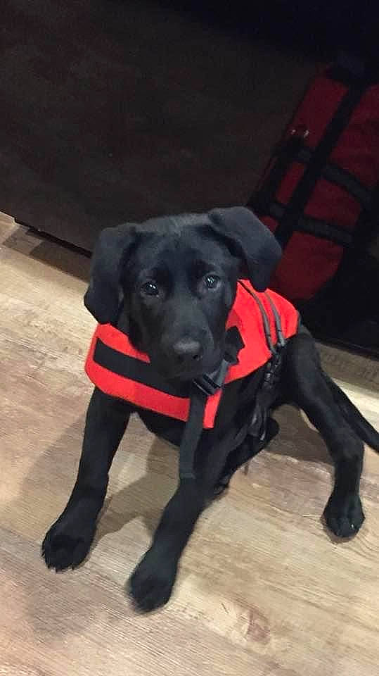 Brizo joined the competition — help win amazing prizes! borador, carmine, carnivore, collar, companion_dog, dog, dog_breed, dog_collar, dog_supply, event, fawn, guard_dog, gun_dog, leash, personal_protective_equipment, retriever, snout, sporting_group, tail, working_animal