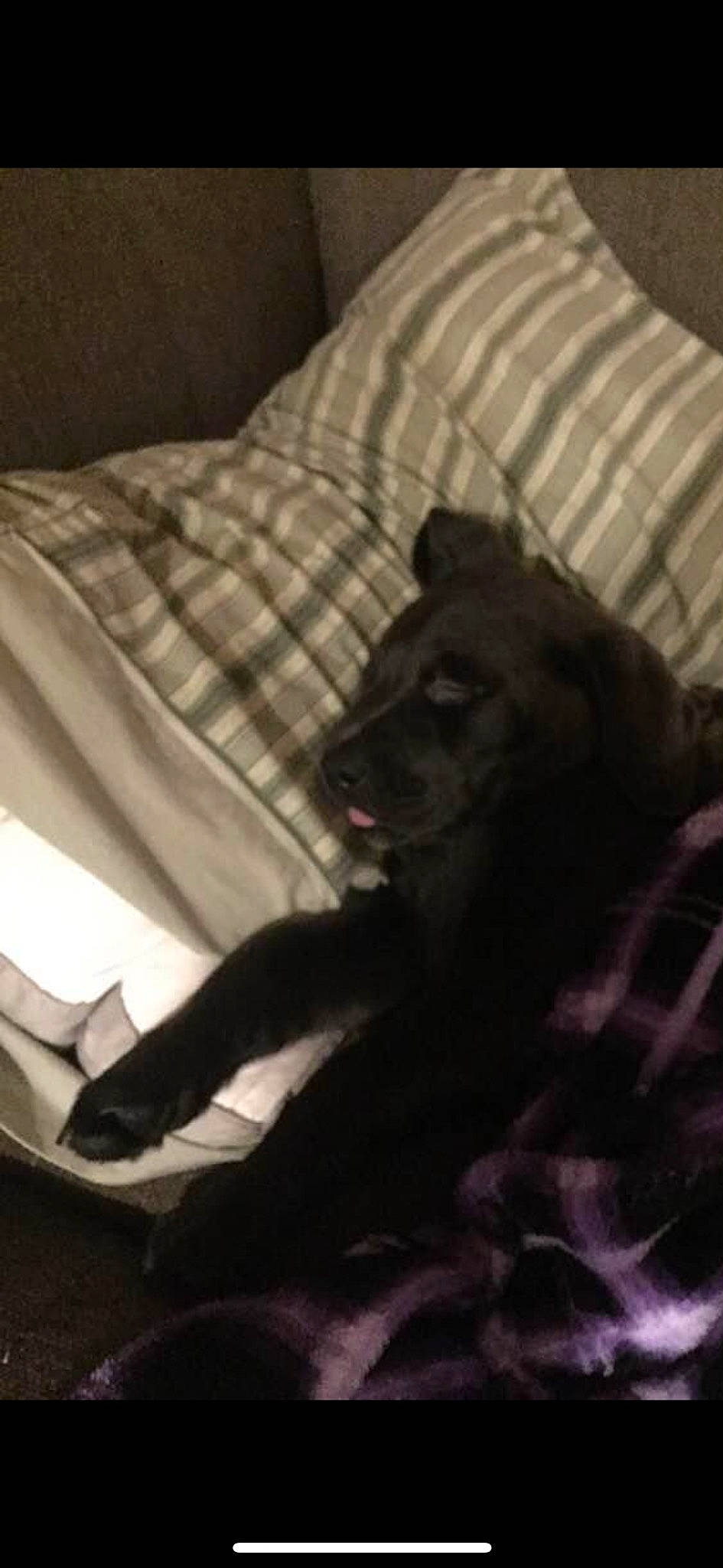 Brizo is registered to the contest to win money with this photo: bed, black_cat, carnivore, comfort, companion_dog, darkness, dog, dog_breed, felidae, fur, grey, linens, monochrome_photography, room, small_to_medium_sized_cats, sporting_group, terrestrial_animal, tints_and_shades, whiskers, working_animal