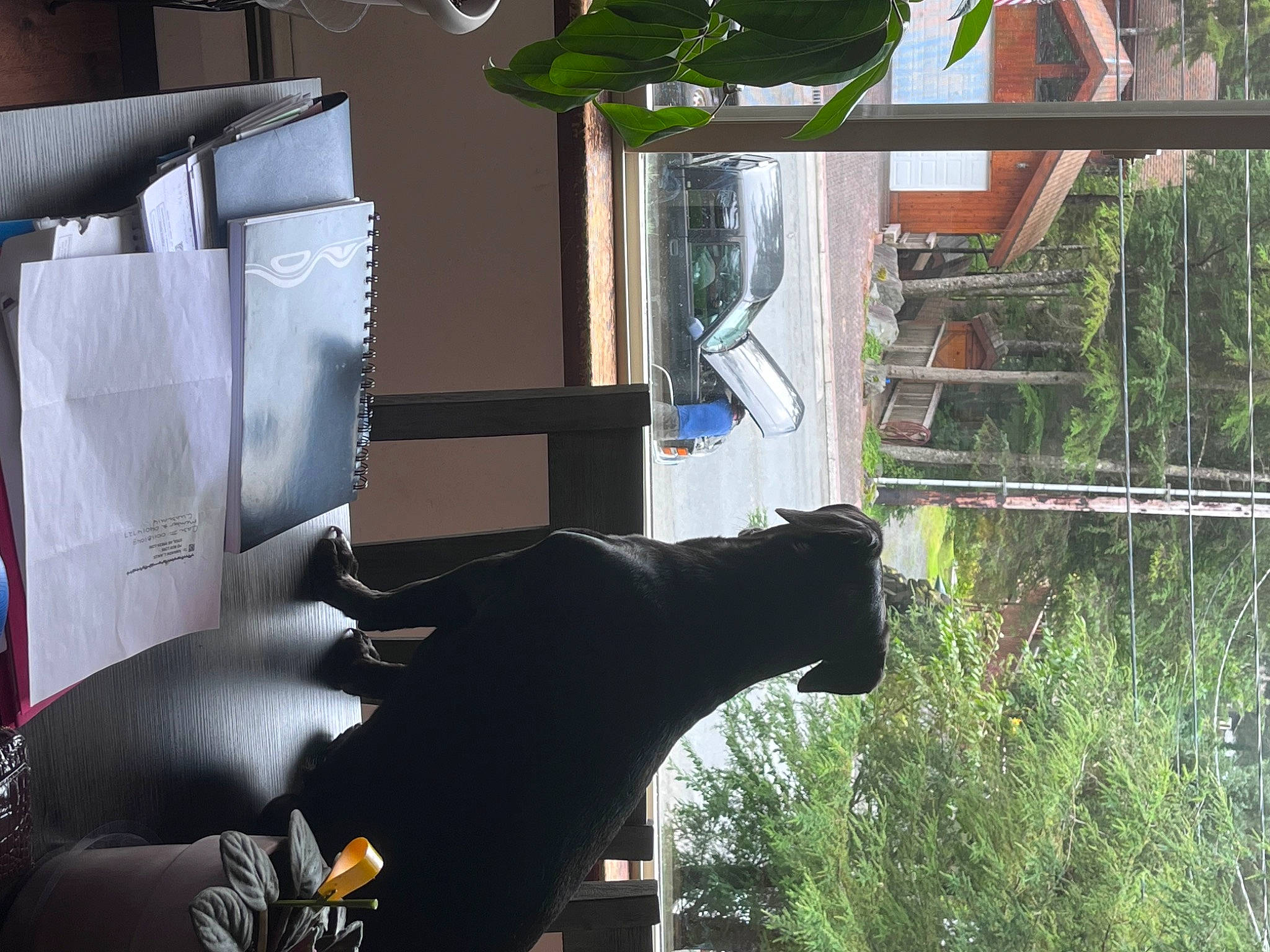 Lola is registered to the contest to win money with this photo: art, glass, grass, guard_dog, house, houseplant, mammal, plant, room, sculpture, tail, tree, wood, working_animal