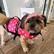 Loa is registered to the contest to win money with this photo: dog, small_dog, pink_life_jacket, pink_cap, polka_dot, indoor, wooden_floor, pet, animal, curious, standing, fur, ears, tail, domestic, household, accessory, cute, looking_away, floor