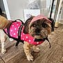 dog, small_dog, pink_life_jacket, pink_cap, polka_dot, indoor, wooden_floor, pet, animal, curious, standing, fur, ears, tail, domestic, household, accessory, cute, looking_away, floor