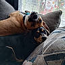 dog, couch, indoor, snuggling, pet, relaxing, cozy, brown_dog, black_dog, collar, upside_down, cushion, window, curtain, home, fur, cute, companion, resting, comfort
