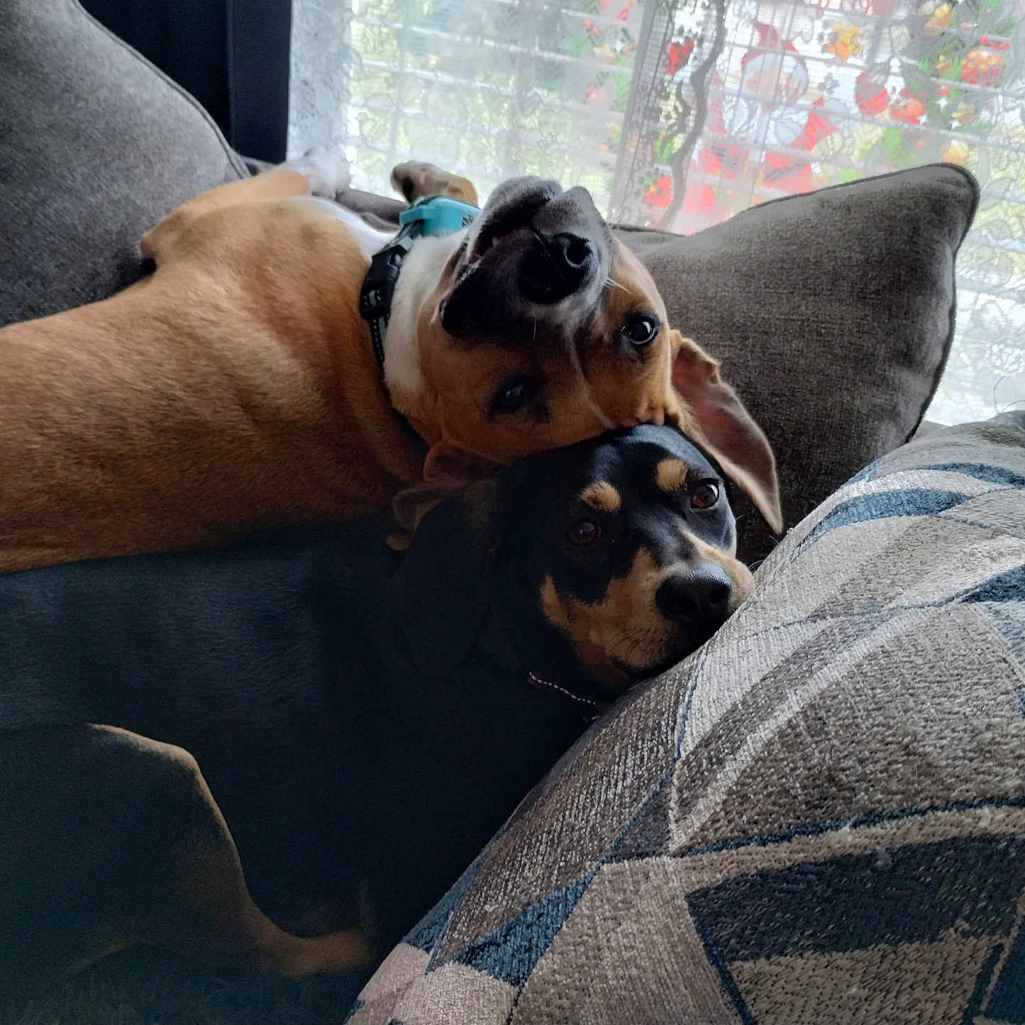Gaia And Sonny is registered to the contest to win money with this photo: dog, couch, indoor, snuggling, pet, relaxing, cozy, brown_dog, black_dog, collar, upside_down, cushion, window, curtain, home, fur, cute, companion, resting, comfort