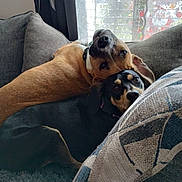 Sonny And Gaia joined the competition — help win amazing prizes! animal, black_dog, brown_dog, collar, companions, couch, cozy, cute, dog, dogs, fur, home, indoor, pet, pets, pillow, relaxed, resting, snuggling, window