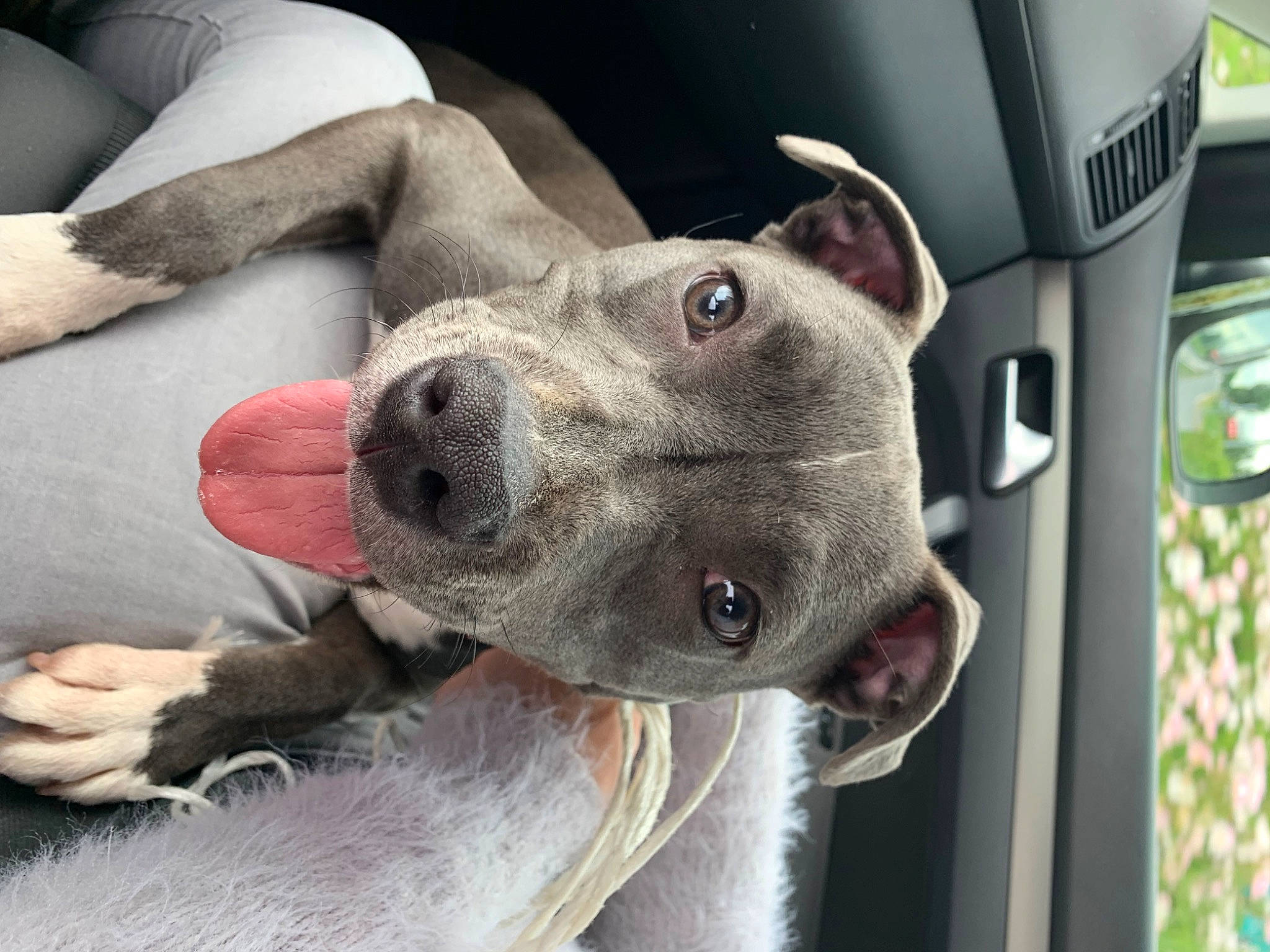 Nikita a rejoint le concours — aidez-le/la à gagner de superbes lots ! carnivore, collar, comfort, companion_dog, dog, dog_breed, dog_collar, fawn, foot, fur, gesture, human_leg, paw, selfie, snout, sporting_group, vehicle, vehicle_door, whiskers, working_animal