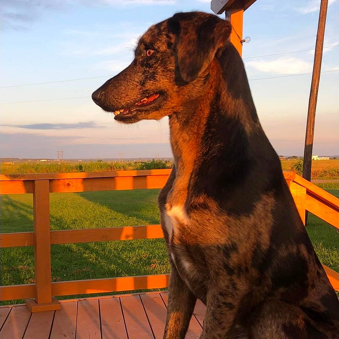 Maizie joined the competition — help win amazing prizes! carnivore, cloud, companion_dog, dog, dog_breed, dog_collar, fawn, fence, grass, grassland, horizon, landscape, liver, plant, sky, snout, sunlight, sunset, wood, working_animal
