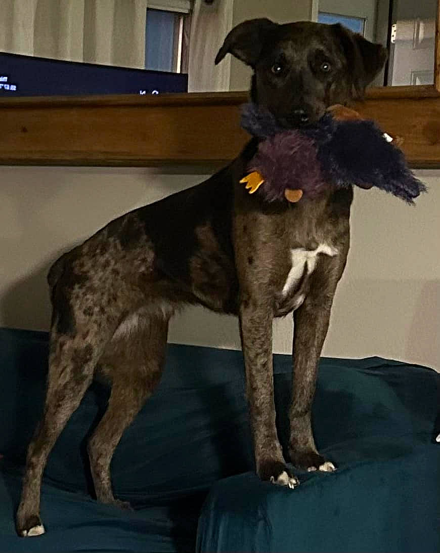 Maizie is registered to the contest to win money with this photo: borador, canidae, carnivore, collar, companion_dog, dog, dog_breed, dog_collar, dog_supply, fawn, guard_dog, hunting_dog, non_sporting_group, pet_supply, snout, sporting_group, tail, terrestrial_animal, working_animal, working_dog