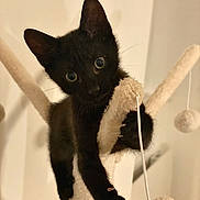 Arlo a rejoint le concours — aidez-le/la à gagner de superbes lots ! black_cat, kitten, cat_tree, climbing, playful, indoor, pet, animal, curious, feline, paw, claws, toy, dangling_ball, soft_lighting, close_up, young_cat, whiskers, ears, cute