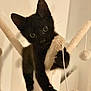 black_cat, kitten, cat_tree, climbing, playful, indoor, pet, animal, curious, feline, paw, claws, toy, dangling_ball, soft_lighting, close_up, young_cat, whiskers, ears, cute