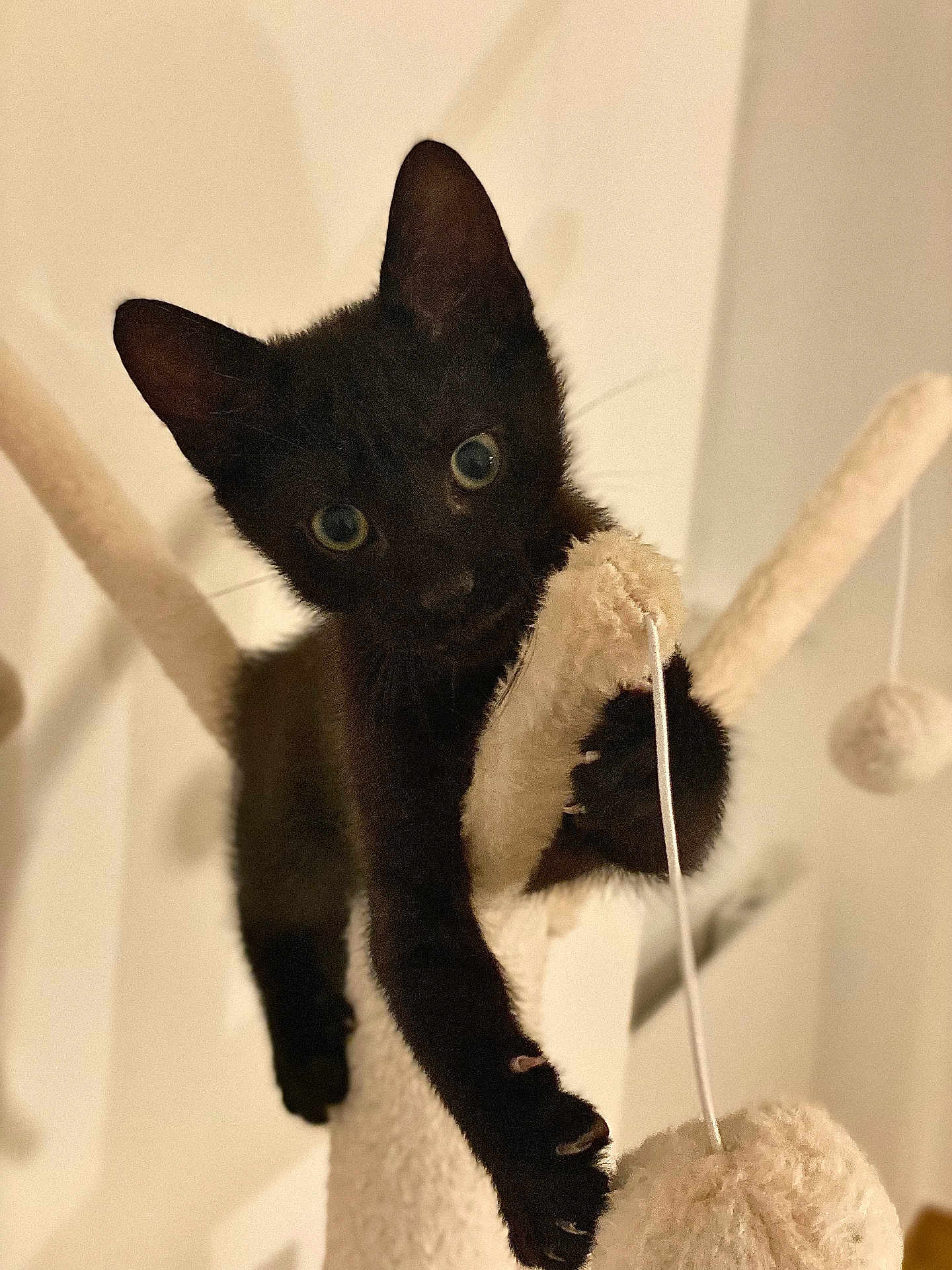 Arlo a rejoint le concours — aidez-le/la à gagner de superbes lots ! black_cat, kitten, cat_tree, climbing, playful, indoor, pet, animal, curious, feline, paw, claws, toy, dangling_ball, soft_lighting, close_up, young_cat, whiskers, ears, cute