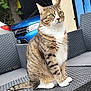 abyssinian, alloywheel, animal, armchair, car, carwheel, cat, chair, couch, cushion, furniture, homedecor, machine, manx, pet, spoke, tire, transportation, vehicle, wheel