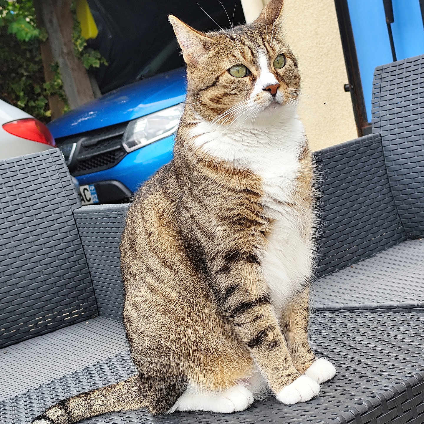 Fripouille a rejoint le concours — aidez-le/la à gagner de superbes lots ! abyssinian, alloywheel, animal, armchair, car, carwheel, cat, chair, couch, cushion, furniture, homedecor, machine, manx, pet, spoke, tire, transportation, vehicle, wheel