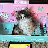 Dunkin joined the competition — help win amazing prizes! kitten, cat, fluffy, box, dunkin, pink, blue, heart, donut, carpet, cute, pet, animal, indoor, fur, wide_eyes, small, sitting, toy, cozy