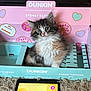 kitten, cat, fluffy, box, dunkin, pink, blue, heart, donut, carpet, cute, pet, animal, indoor, fur, wide_eyes, small, sitting, toy, cozy