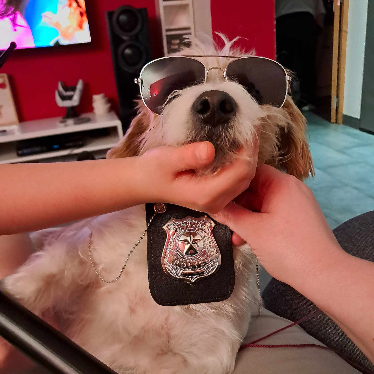 Nemo participe au concours pour gagner de l'argent avec cette photo : accessories, adult, animal, bodypart, canine, computerhardware, dog, electronics, finger, glasses, hand, hardware, male, man, monitor, person, pet, screen, speaker, tv