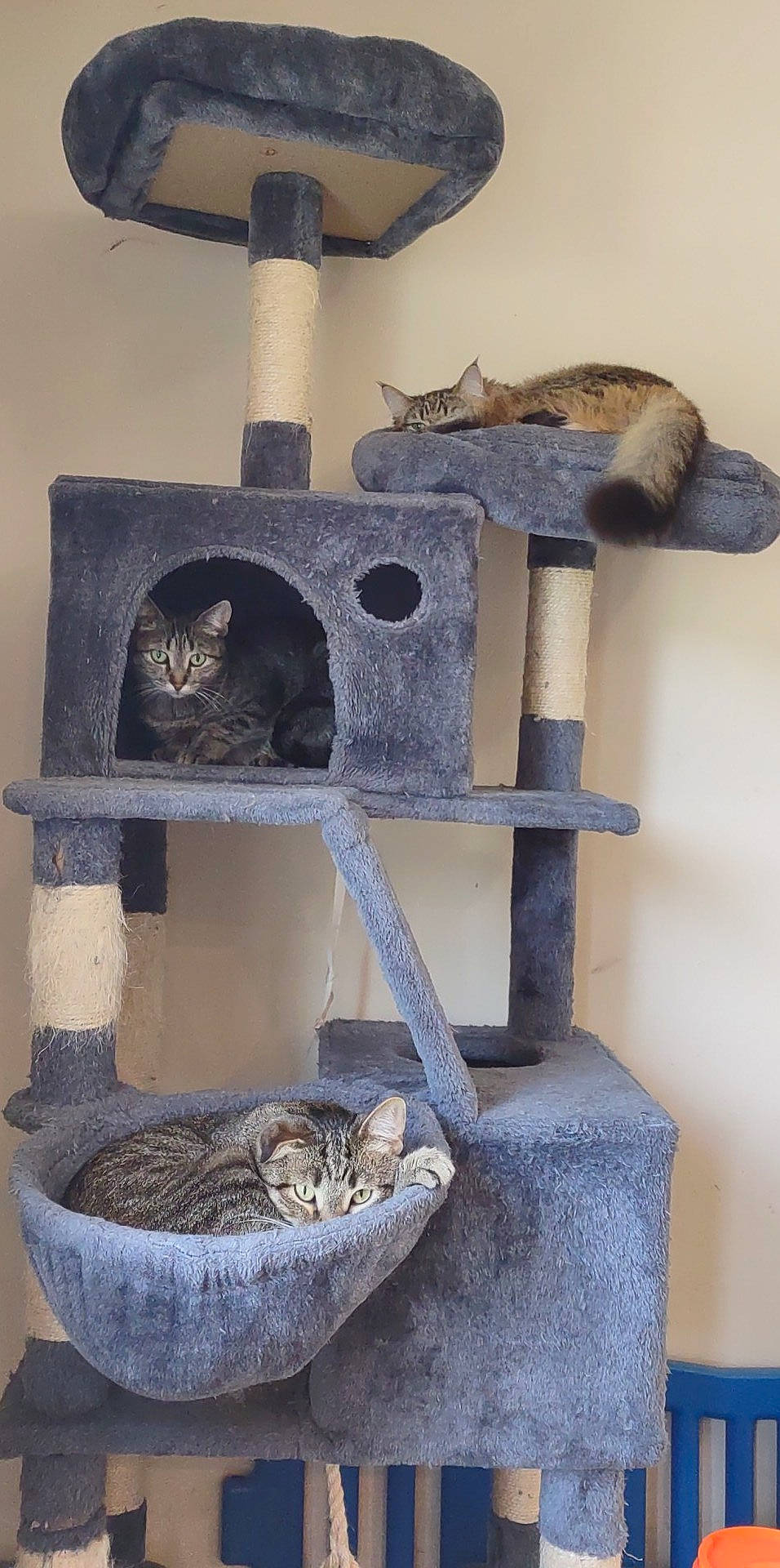 Dakota is registered to the contest to win money with this photo: art, carnivore, cat, cat_bed, cat_furniture, cat_supply, domestic_short_haired_cat, felidae, fur, grey, mammal, pet_supply, room, shelf, shelving, small_to_medium_sized_cats, tail, vertebrate, whiskers, wood