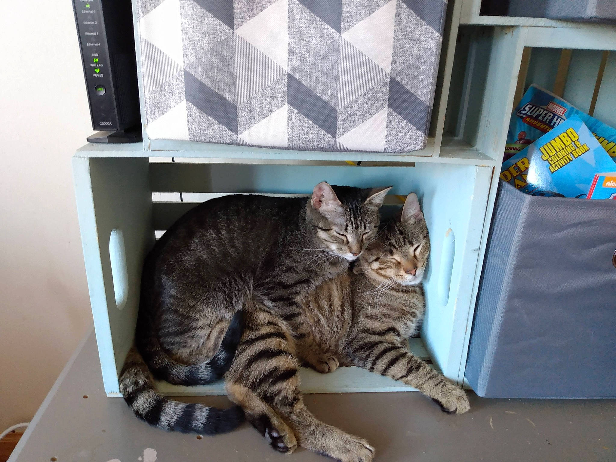 Dakota joined the competition — help win amazing prizes! box, carnivore, cat, comfort, domestic_short_haired_cat, felidae, fur, paw, room, shelf, shelving, small_to_medium_sized_cats, snout, table, tail, terrestrial_animal, whiskers